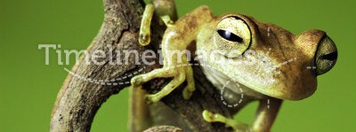 tropical jungle tree frog on twig ready to jump