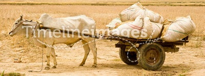 Bull cart carrying waste