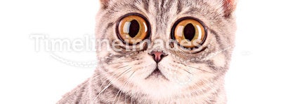 Young funny surprised cat closeup isolated