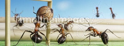 Ants play soccer, micro football