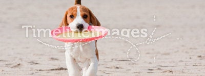 Beagle puppy playing
