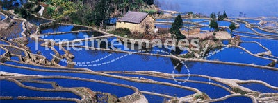 Blue rice terraces of yuanyang