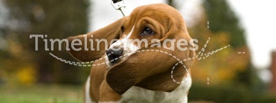 Basset Hound Ear's Blowing in the wind