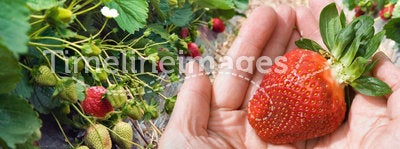 Hands with the strawberry closeup