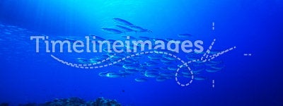 Shoal of Mackerel below boat