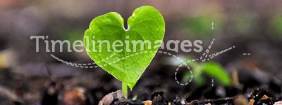 Sprouting Heart