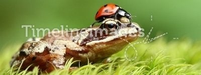 Frog with ladybug