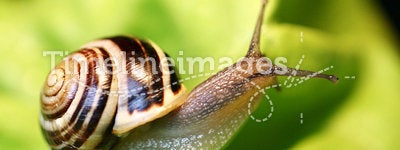 Snail. A snail on a salad leave