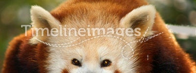 A small panda (firefox)