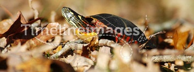 Painted Turtle in fall leaves
