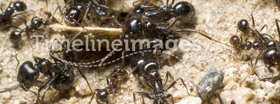Team of Ants