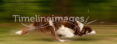 Dog in motion