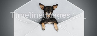 Funny small dog in post cover