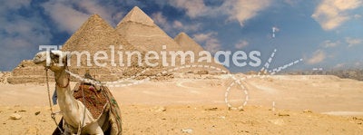 The Pyramids Camel