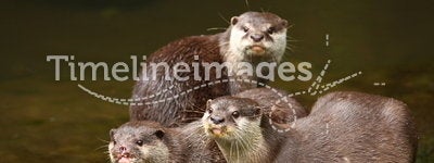 Herd of Otter