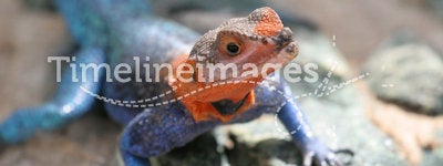 Blue and orange agama lizard