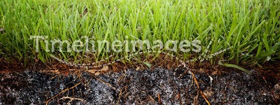 Grass soil