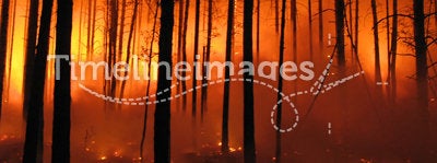 Forest fire