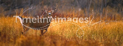 Whitetail Buck in Meadow