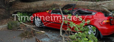 Car Crushed by Tree