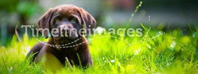 Cute Labrador puppy playing in green grass