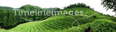 Tea farm. Panoramic view of the Boseng tea fields in south korea