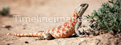 Lizard in desert