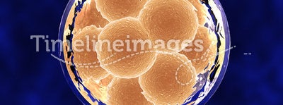 12 Cell Embryo within Membrane
