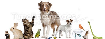 Group of pets together
