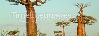 Field of baobabs