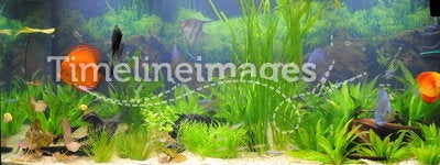 Aquarium-tropical fish