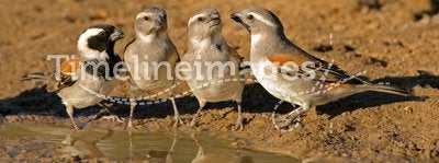 Cape sparrows