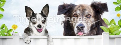 Dogs looking over fence