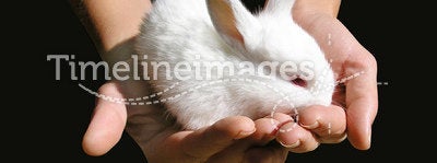 White baby-rabbit in woman's hands