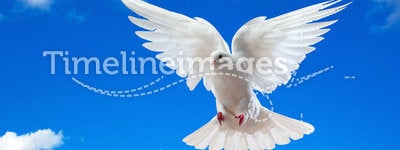 White dove in blue sky