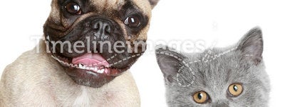 French bulldog and grey kitten
