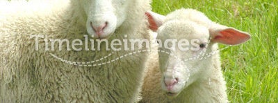 Two sheep