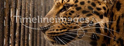 Prison for leopard