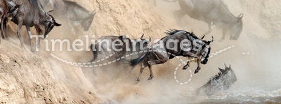 Wildebeest leaping in river