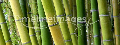 Bamboo Shades