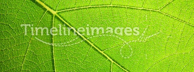 Macro leaf