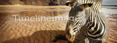 Beach Zebra