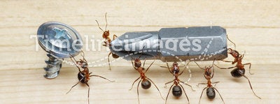 Team of ants work with screwdriver, teamwork