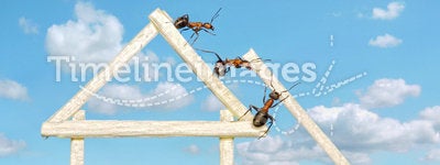 Team of ants work constructing house, teamwork