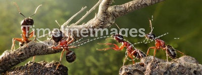 Team of ants work with tree, teamwork