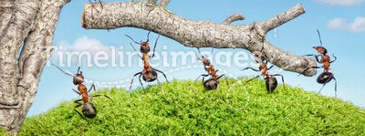 Team of ants work with branch, teamwork