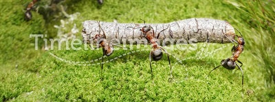 Team of ants work with logs, teamwork