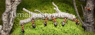 Team of ants work in rusty forest, teamwork