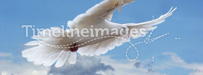 White pigeon in the skies
