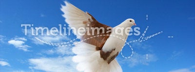 Flying white-brown pigeon
